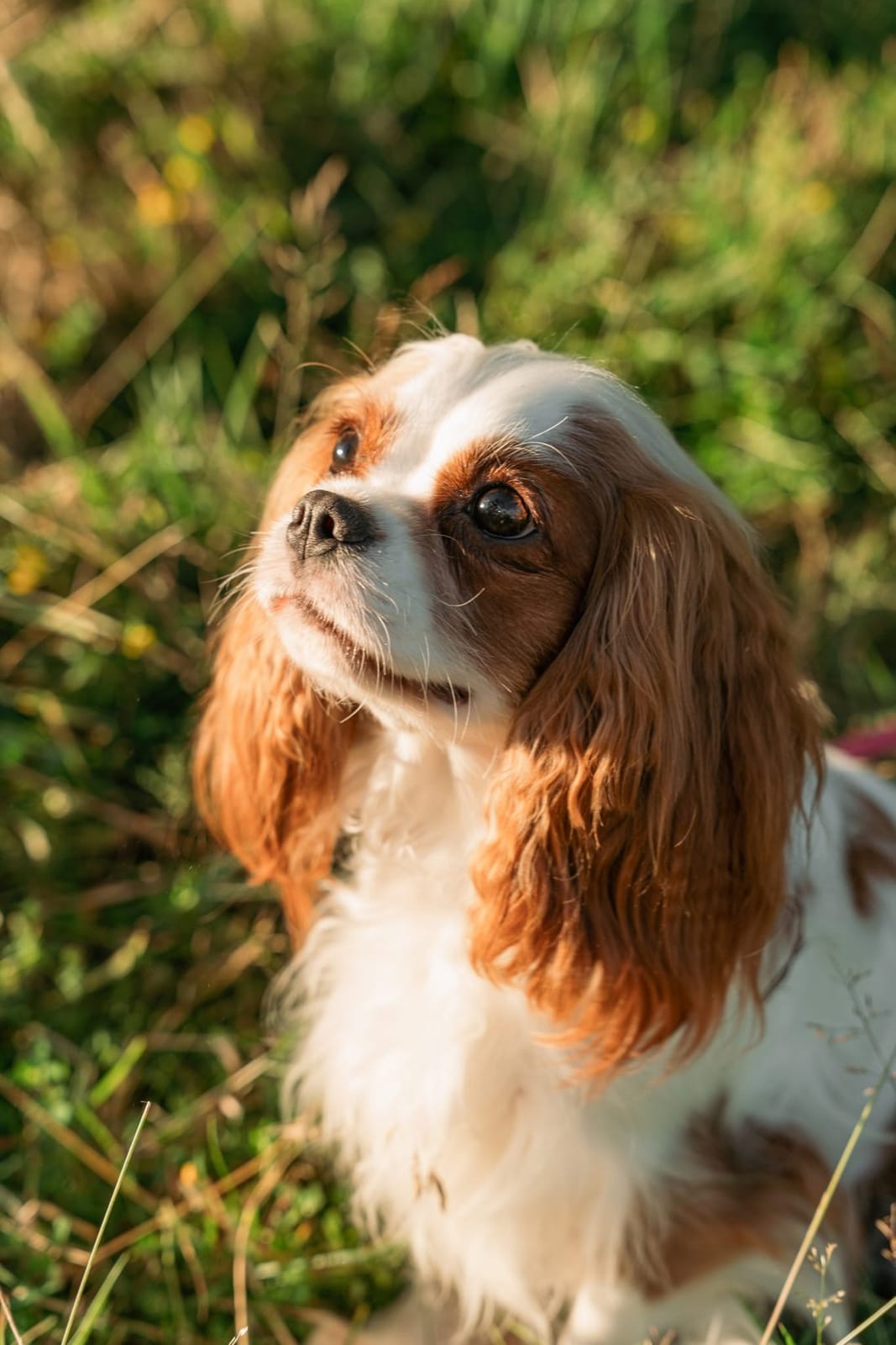 A Blenheim Cavalier looking up